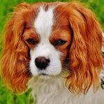 Dog Poop Pickup in South Lyon