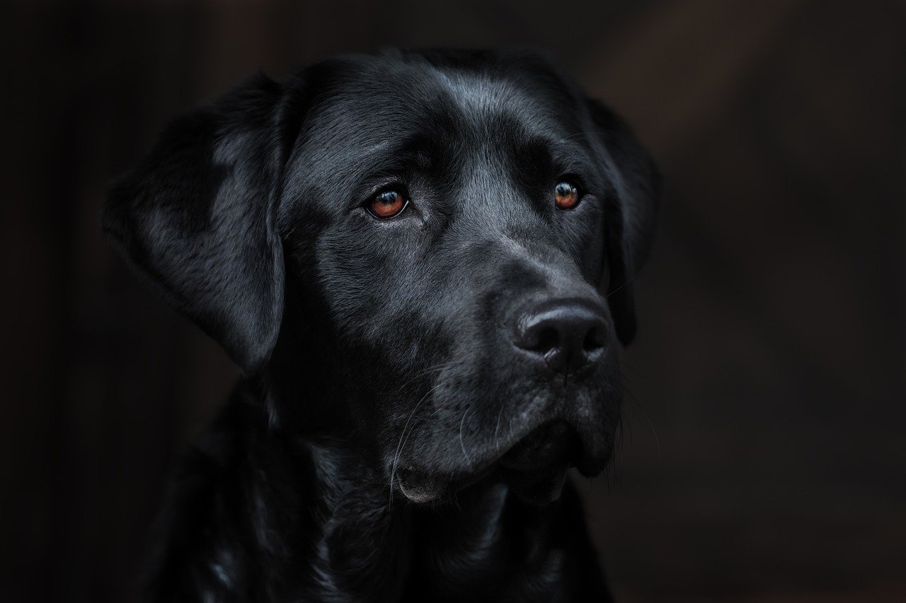 Dog Poop Pickup in South Lyon