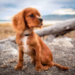 Dog Poop Pickup in South Lyon