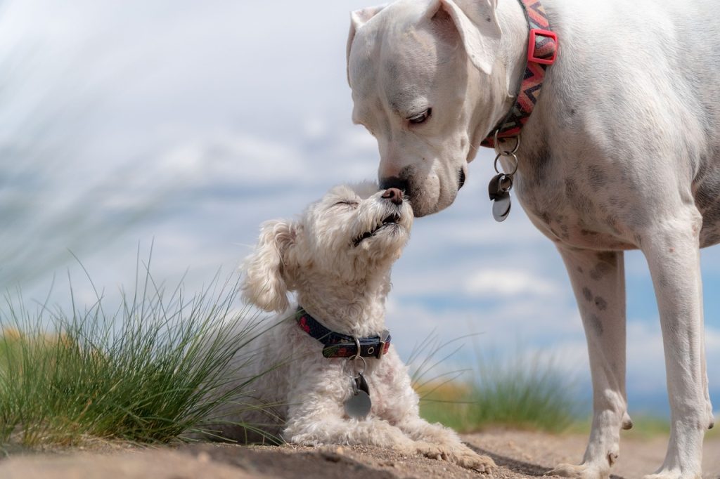 Dog Poop Pickup in South Lyon