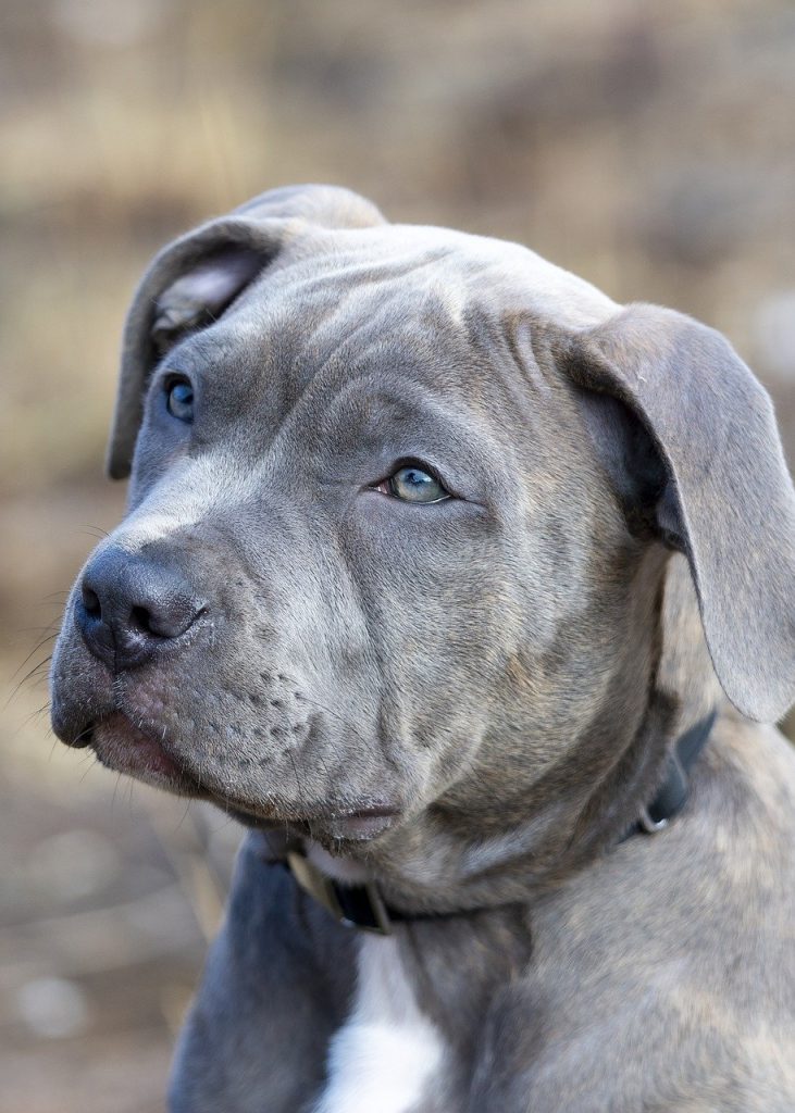 Dog Poop Pickup in South Lyon